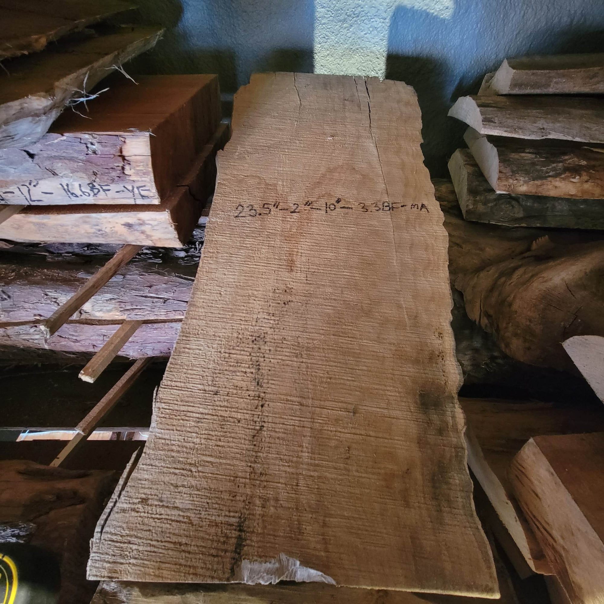 Big Leaf Maple